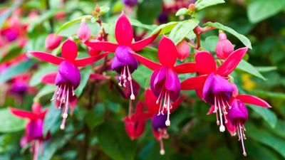 How to Overwinter Fuchsias — 5 Simple Ways You Can Guard Your Flowers From a Looming Winter Freeze