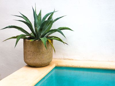 How Often Should I Water an Aloe Plant? Secrets to a Healthy Succulent