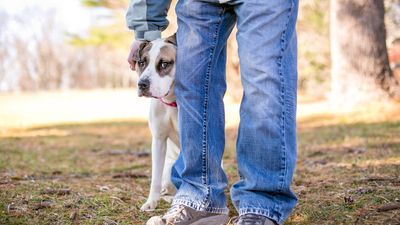 Trainer shares five mistakes you want to avoid making if you have a dog who’s scared of strangers