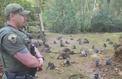 Woman's Home Surrounded By Over 100 Raccoons After She Spent Years Feeding Them