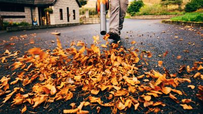 Is collecting fallen leaves always essential? Discover where never to leave them, and the places in the yard where it's safe to do so