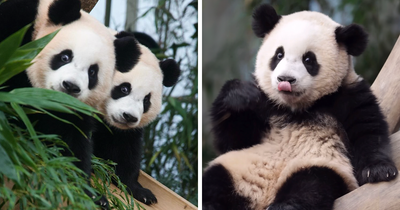 Adorable Panda Twins Are Melting Hearts Online And People Can’t Get Enough