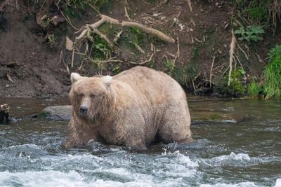 ‘Formidable’ female bear wins Alaska’s Fat Bear Contest for second year in row