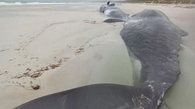 Spring sperm whale deaths in 'hotspot' for strandings