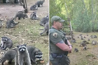 “Her Own Damn Fault!”: Woman Calls 911 After Over 100 Raccoons Swarm Her Yard “Demanding Food”