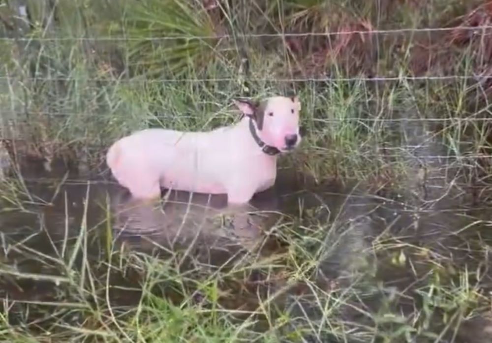 Footage Shows Tampa Bay Cops Rescue Dog Tied to Pole…
