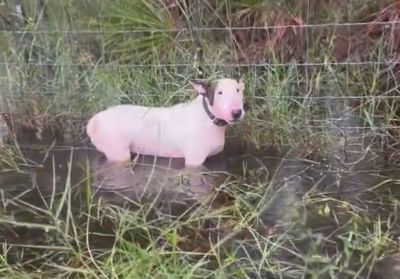 Footage Shows Tampa Bay Cops Rescue Dog Tied to Pole Ahead of Hurricane Milton's Arrival: 'Do NOT Do This to Your Pets'