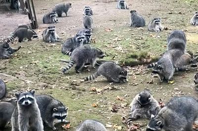 More than 100 raccoons besiege house of woman who had been feeding them