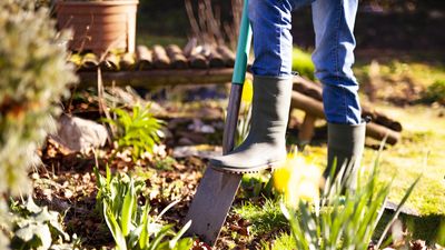 I have planted thousands of perennials and shrubs as a professional gardener – and biochar is the secret ingredient I always recommend