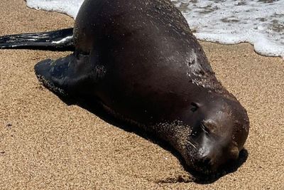 Sea Lion dies after being found with a gunshot wound on a California beach