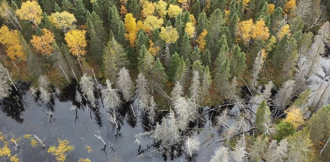 Fall is here Why do some trees lose their leaves…