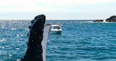 Diver wakes up to playful whales splashing next to boat at Port Stephens