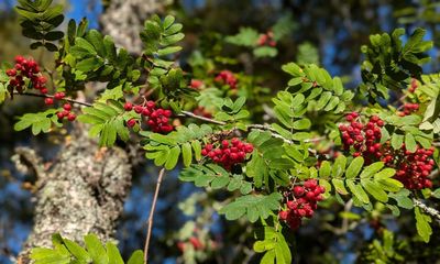 Country diary: The rowans are out in force, lifting the autumn gloom