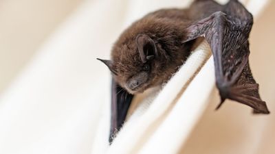 5 tell-tale signs you have bats roosting in your home – and what to do