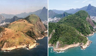 ‘I think, boy, I’m a part of all this’: how local heroes reforested Rio’s green heart