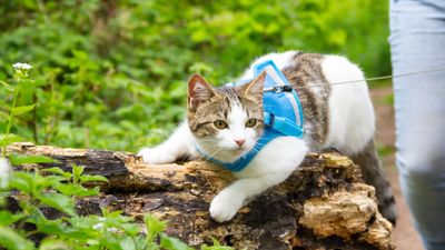 Vet reveals how to get a cat used to a harness in six simple steps