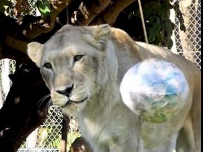 Public outcry as Australian zoo euthanises healthy lioness because her male partner died