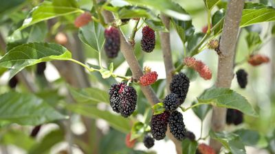 How to take mulberry tree cuttings – expert tips for successful plant propagation