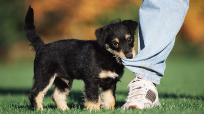 How to stop a puppy chewing