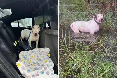 “Find The Perpetrator”: Florida Troopers Rescue Dog Tied To Fence Ahead Of Hurricane Milton