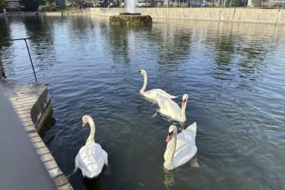 Manlius Faces Decision On Future Of Mute Swans