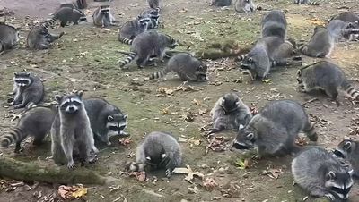 US woman 'trapped' in home after 100 raccoons invade her garden