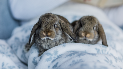 How to keep a rabbit warm in the winter: We asked a vet