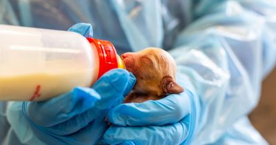 Scottish animal charity rescues record number of dogs in just 10 days