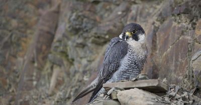 Police launch investigation after peregrine falcon found shot in Scotland