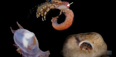 New discoveries: three tiny species added to South Africa’s spectacular marine life