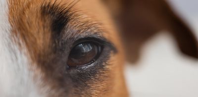 Gazing at your dog can connect your brain with theirs, research shows