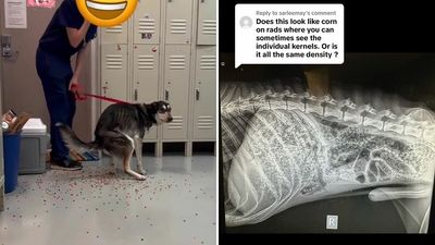 Dog Poops Out Rainbow Orbeez After He Apparently Mistook Them For A Good Snack