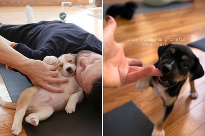 Yoga With Homeless Puppies Adds Twist To Traditional “Puppy Yoga” Trend To Promote Adoptions