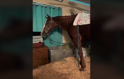 Florida Woman Moves Family Horse Into Home During Hurricane Milton, Makes Him Comfy with Sawdust, Hay: 'No Way I Was Leaving Him Outside'