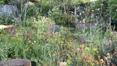 The best plants for mental health – 7 professional picks for a calming garden