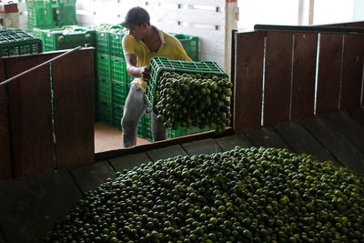 Mexico sends 660 soldiers, National Guard to protect lime growers suffering extortion by cartels