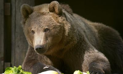 Brown bear in Kent recovering well after UK-first brain surgery