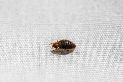 First class passenger horrified to find bedbug climbing up their leg during flight