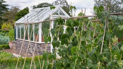 Vegetables to grow in a greenhouse in fall – 9 of the best crops to plant undercover