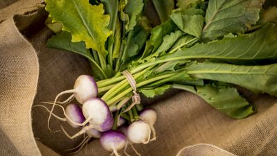 How to grow turnips from scraps – for a harvest of under-appreciated and peppery turnip greens