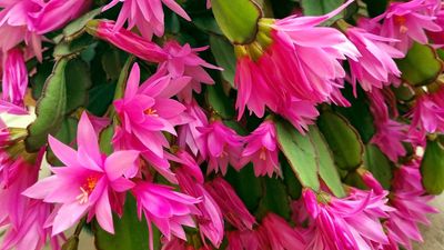 How to make a Christmas cactus bloom – and enjoy its vibrant flowers year after year