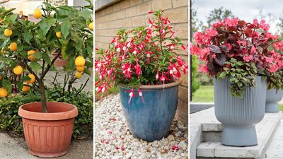 The tender plants you need to bring indoors this autumn before the frosts cause harm