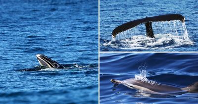 Sun's out, sea creatures out: watch baby whales and dolphins make a splash