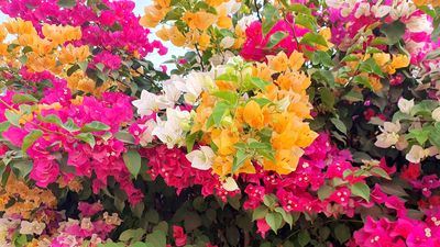 What to do with bougainvillea in the fall – expert tips to prepare your flowering climbers for the colder months