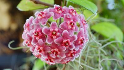 How to Care for a Hoya Plant — You Should Do This to Encourage Your Houseplant to Bloom