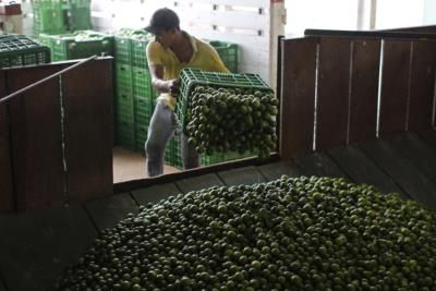 Mexico Deploys Troops To Protect Lime Growers From Cartels