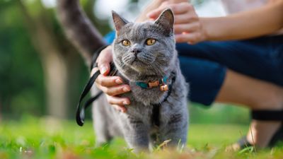 Researchers have found a way to scan the brains of cats while they’re awake – and it could help treat chronic pain in our feline friends