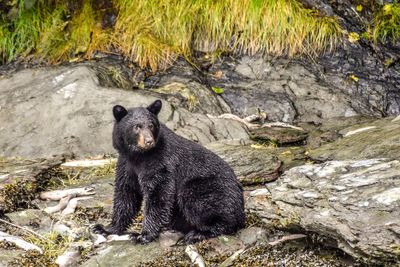 Ten people including five kids served bear meat infected with parasites at barbecue