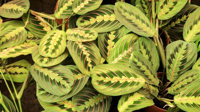 Why are my prayer plant leaves curling? Experts share 7 possible causes and how to address them