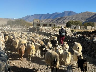 Caught in India-China clashes, Ladakh’s nomadic herders fear for future